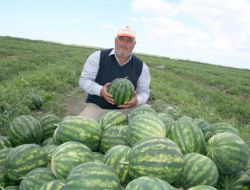 Çukurova'da İlk Karpuz Hasadı Yapıldı