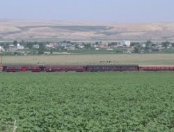 Tcdd Kimyasal Ot Mücadelesi Başlatıyor