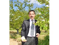 'Kayısı Bademi' Kanseri Önlüyor