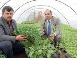 Bafra Ovası'nda 5 Milyon Fide, Yağmur Yüzünden Ekilemedi