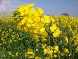 Kanola Ekimi, Sıvı Yağ Açığını Kapatacak Seviyeye Yükseliyor