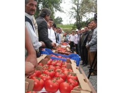 Domatesler Yarıştı