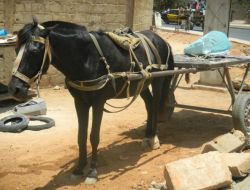 Senegal’in Yükünü “carrapidler Ve Saretler” Çekiyor