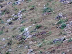 Ceylan Baba Türbesi Hatay Dağ Ceylanlarını Hayatta Tutuyor