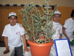 Yeni Dikilen Çam Fidanları Kıl Keçilerinden Devedikeni Kalkanıyla Korunacak