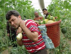 Kilosu 2,5 Liradan Alıcı Bulan Kavun Üreticinin Yüzünü Güldürdü