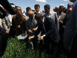 Bakan Davutoğlu Süne Mücadelesi İçin Buğday Tarlasına Girdi