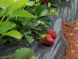 Gaziantep, Antep Fıstığının Ardından Organik Çilekte De İddialı