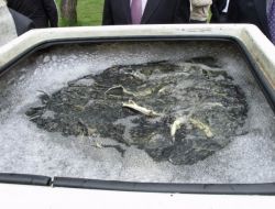 Markalanan Bin 200 Mersin Balığı Sakarya Nehrine Bırakıldı