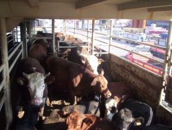 Angus kokusu, valiyi bile isyan ettirdi!