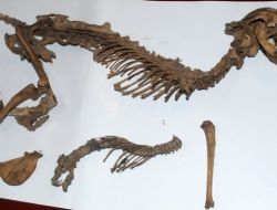 Rize'deki İlginç Hayvan İskeleti Korum Altına Alındı