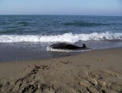 Karadeniz'de Kıyıya Vurmuş Ölü Yunus Bulundu
