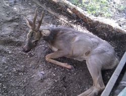 Köpeklerden Kaçan Karaca Otelin Futbol Sahasına Girdi