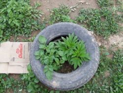 Nevşehir’de Kenevir ve Esrar