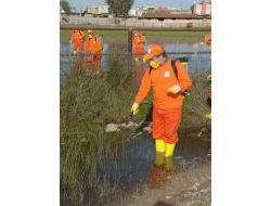 Adana'da Sinekle Mücadele Çalışmaları Devam Ediyor