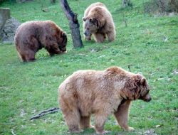 Koruma Altındaki Ayılar Özel Cevizli Ekmekle Besleniyor