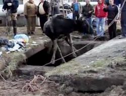 Kuyudan İnek Kurtarma Operasyonu