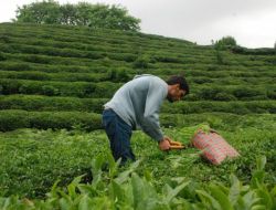 Rize Ziraat Odası Başkanı Paliç: 1,30 Lira Fiyat Talep Etmeyi Uygun Bulduk