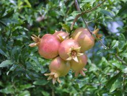 Özbekistan, Bdt’nin Meyve Ve Sebze Merkezi Oluyor