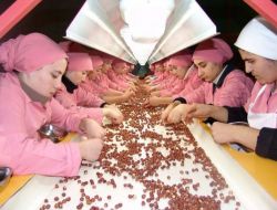 Fındık Seçme Elemanı Yetiştirilecek