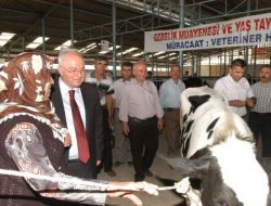 Denizli'de 38 Aileye 76 Büyükbaş Hayvan Dağıtıldı