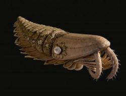 Fas’ta Deniz Canavarı Fosili Bulundu