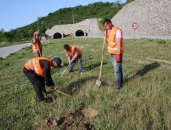 Giresun'da Karadeniz Sahil Yolu Ağaçlandırılıyor