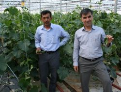 Kahtalı Çiftçiler Tütüne Alternatif Olarak Seracılığa Yöneliyor