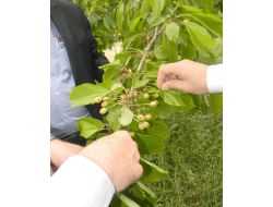 Uluborlu'da Kirazı Dolu Vurdu!!