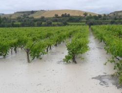 Alaşehir'de Kiraz Ve Üzümleri Dolu Vurdu, Zarar Yüzde 50 Civarında