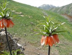 Munzur Dağlarındaki Ters Lale Büyülüyor!