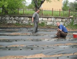 Ağlasun Camarosa Çileğiyle Gelişecek