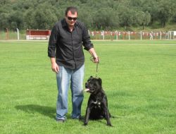 Altınoluk’ta Köpek Irkları Yarıştı