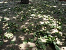 MALATYA'DA DOLU KAYISIYI VURDU