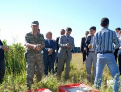 250 Kınalı Keklik Doğaya Bırakıldı