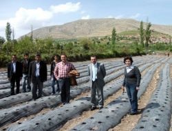 Eruh'ta Organik Çilek Bahçesi Kuruldu