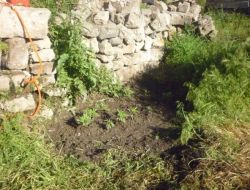 Nevşehir’de 240 Kök Kenevir