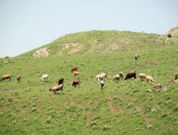 Muş’ta Çobanlar Yaylalara Alternatif Olan Meraları Kullanıyor