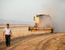 Güneydoğu'da Hasat Mevsimi Başladı