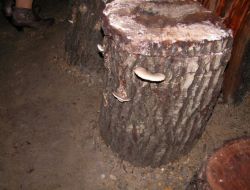 Muğla’da Köylülerin Yeni Gelir Kaynağı 'Kayın Mantarı'