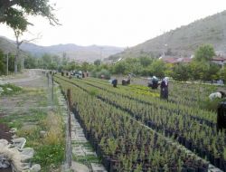 Fidan Yetiştiriciliğine Büyük İlgi
