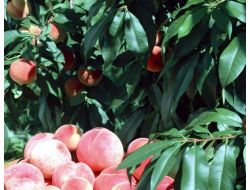 Şeftali Bahçelerinde Hasar Tespiti Yapılıyor