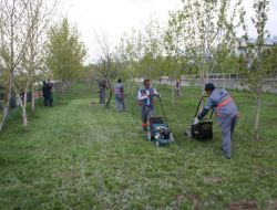 Aziziye Belediyesi Ağaçlandırma Çalışmalarına Başladı