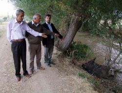 Çiftçiler Tarlalarına Zarar Veren Domuzlar İçin Sürek Avı Başlattı