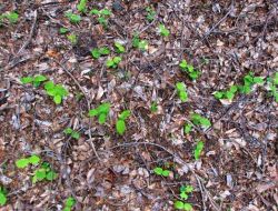 Kayın Çimlenmelerini Gözleme Çalışmaları Başladı