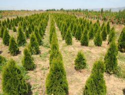 İstanbul'un Fidan Ve Çiçeklerini, Bayındır Ve Ödemiş Yetiştirecek