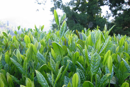 ÇAYKUR, çay ödemelerine başladı!