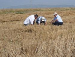Adana'da Biçerdöverle Hasat Denetimleri Yoğunlaştı