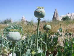 Bin 273 Kök Kenevir İmha Edildi