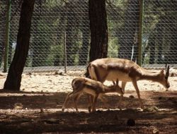 Türkiye’nin En Büyük Hayvanat Bahçesine Yeni Üyeler Katıldı